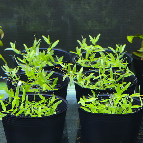 禍ツ帝水草 Amazon | オクトジャパン 水草を元気に育成する栄養液 K-19