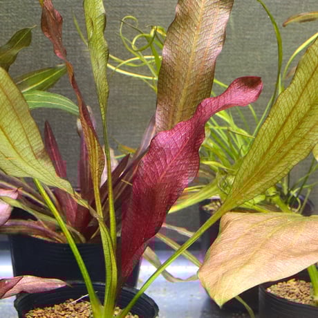 CATEGORY エキノドルス | water plants lover