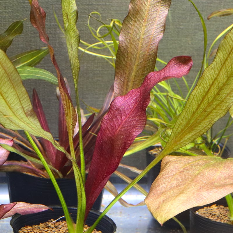 水草 Echinodorus sp. Teles Pires Echinodorus sp. Teles Pires 水草