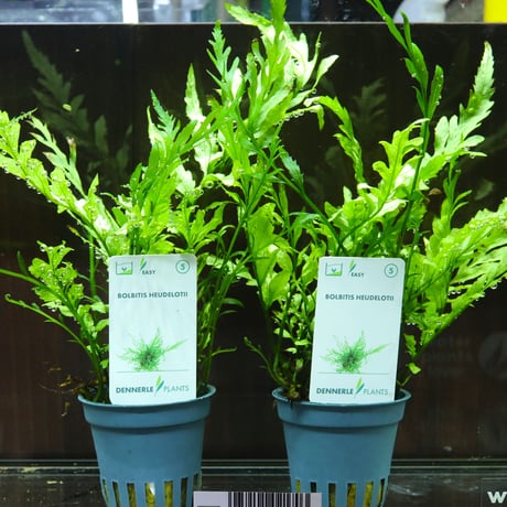 CATEGORY ボルビティス | water plants lover