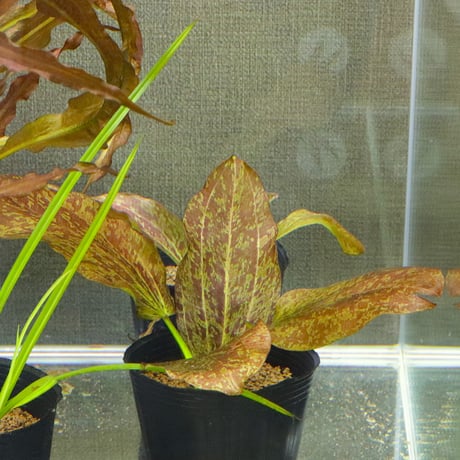 CATEGORY エキノドルス | water plants lover