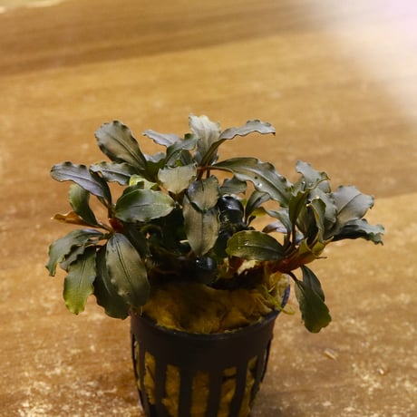 CATEGORY 水草 | water plants lover