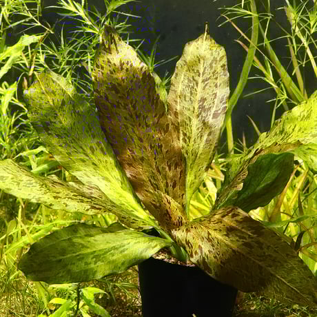 CATEGORY 水草 | water plants lover