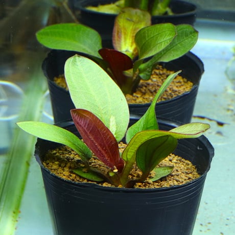 エキノドルススーパーレッド　大株　一株 エキノドルススーパーレッド 大株 一株 Yahoo!オークション