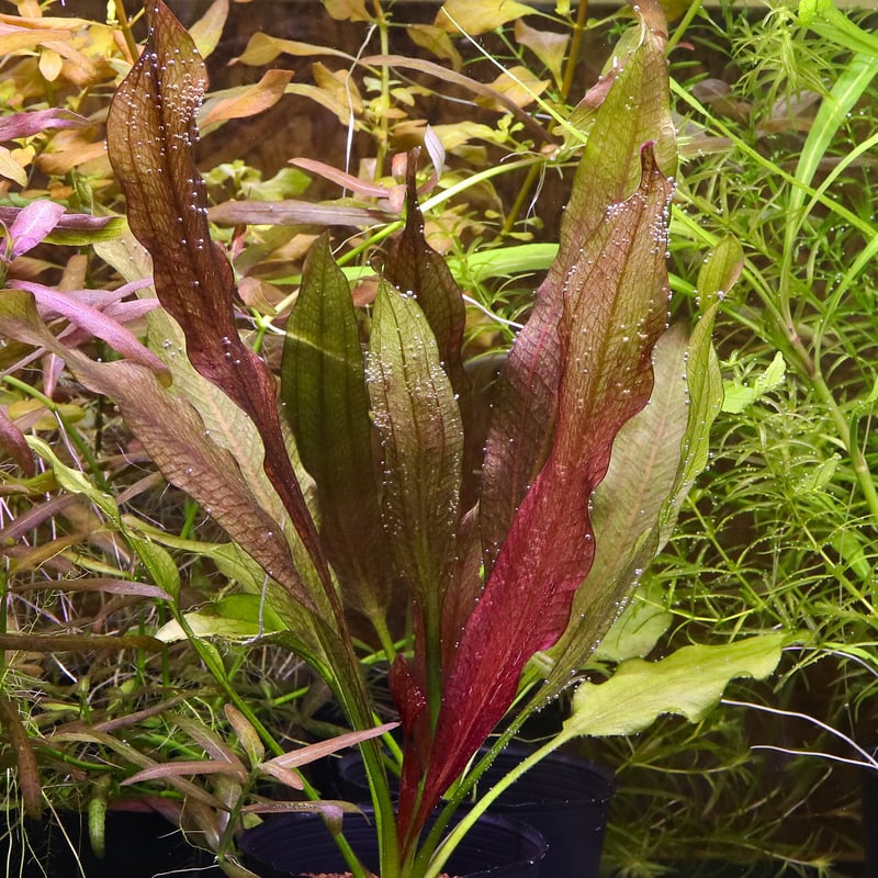 水草 Echinodorus sp. Teles Pires Echinodorus sp. Teles Pires