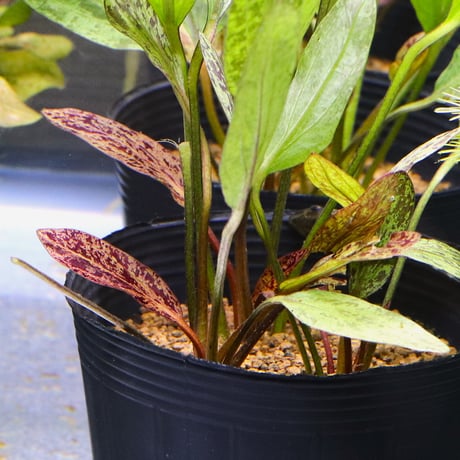 CATEGORY エキノドルス | water plants lover