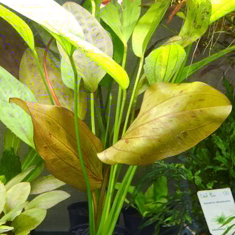 CATEGORY エキノドルス | water plants lover