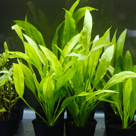 CATEGORY エキノドルス | water plants lover