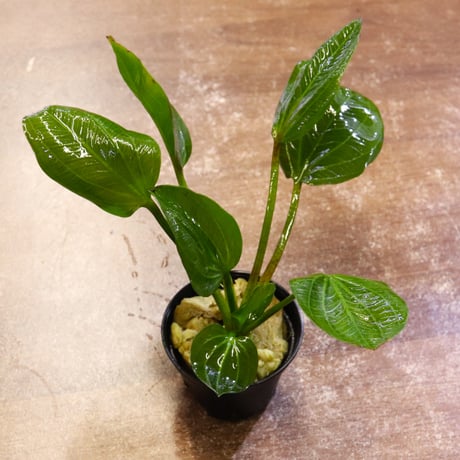 CATEGORY エキノドルス | water plants lover