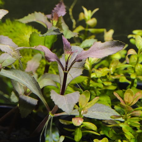 CATEGORY 水草 | water plants lover