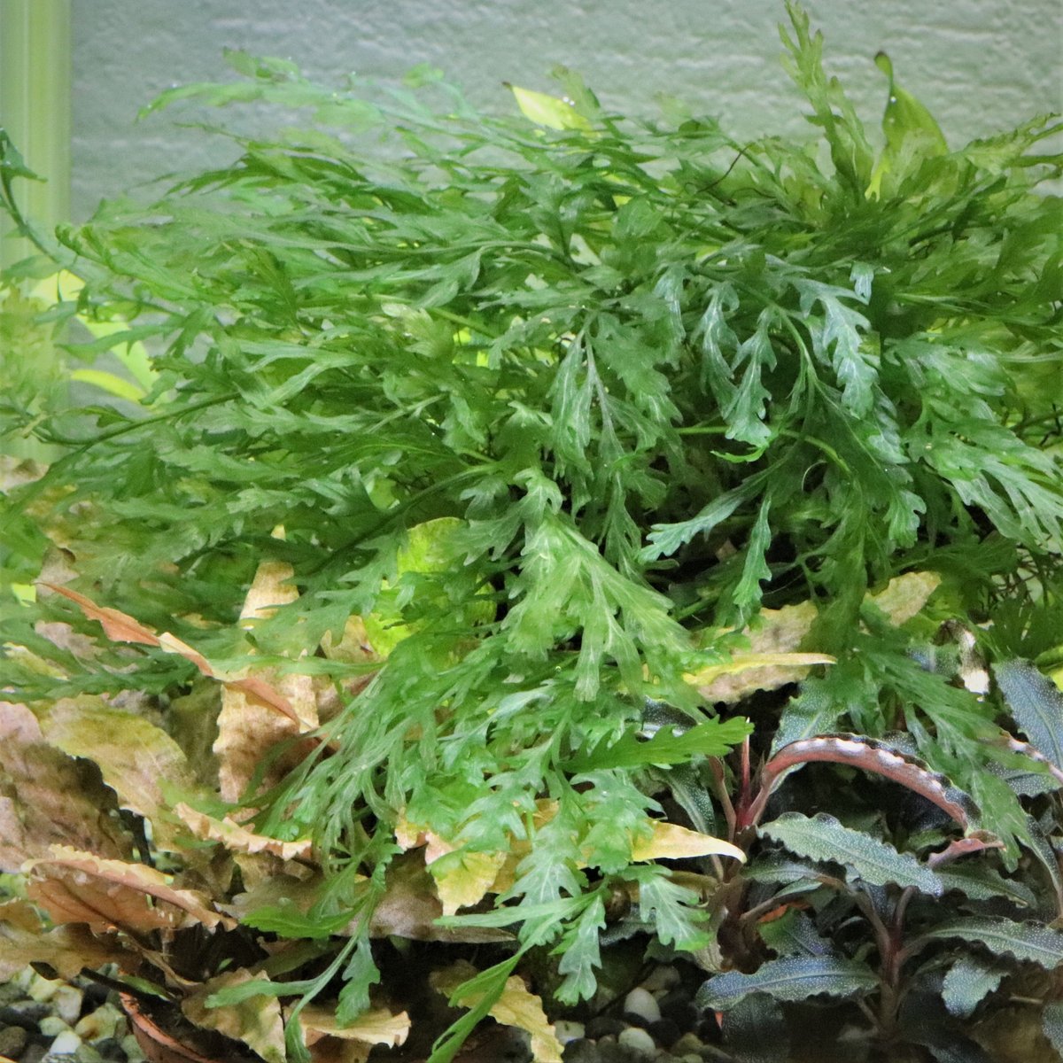 水草＊ボルビティス・ヒュデロティ(もふもふ塊株・2株) （水草(有茎 