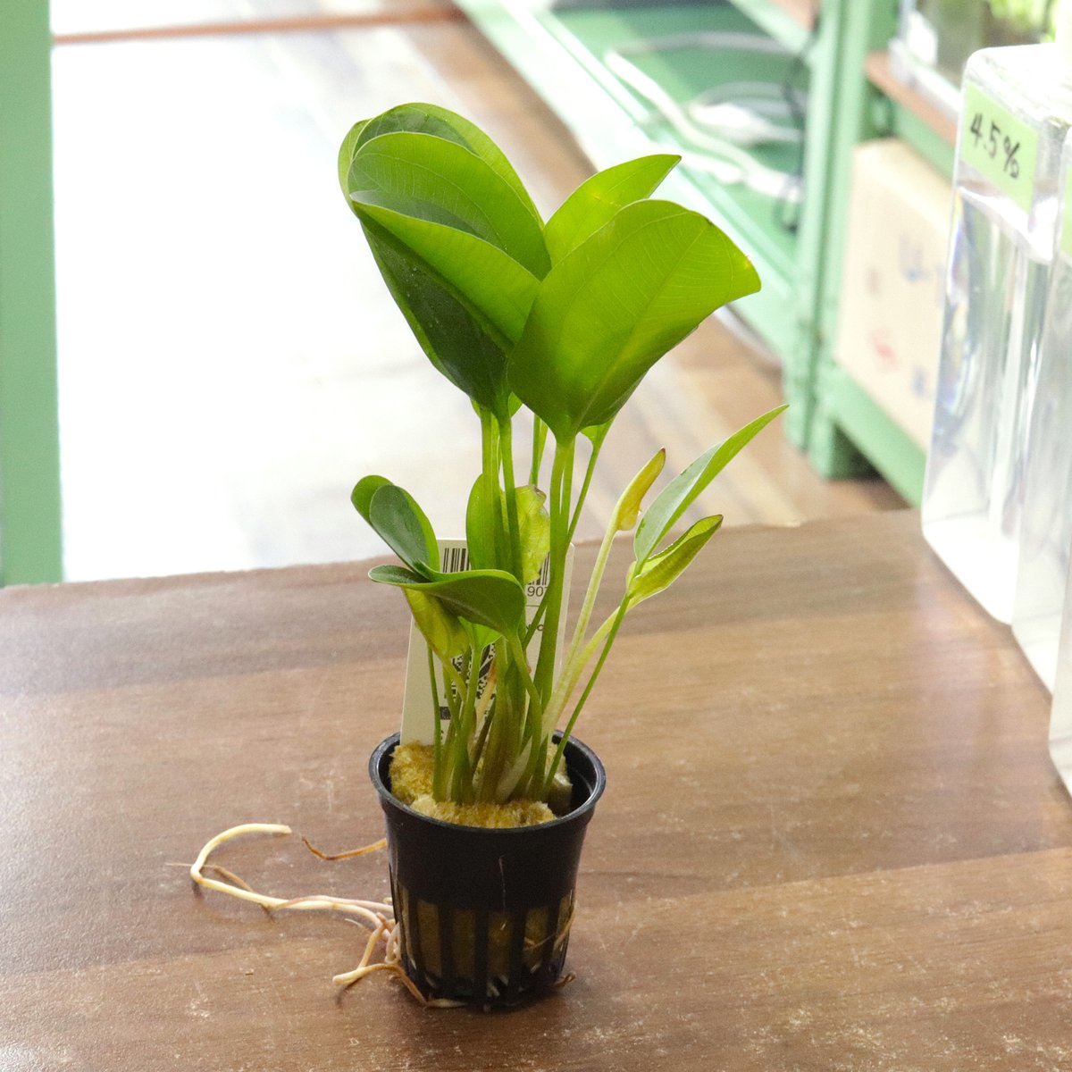 （ナッシーさま）ギムノカリキウム、苗フルセット　ブルチー、アンドレアエ、モスティ デナリー社エキノドルス・'スモールベアー'1ポット | water plants lover