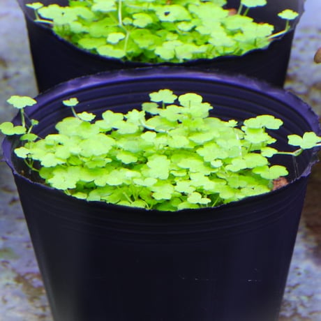 CATEGORY WPL鉢 | water plants lover
