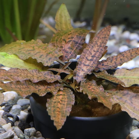 CATEGORY クリプトコリネ | water plants lover