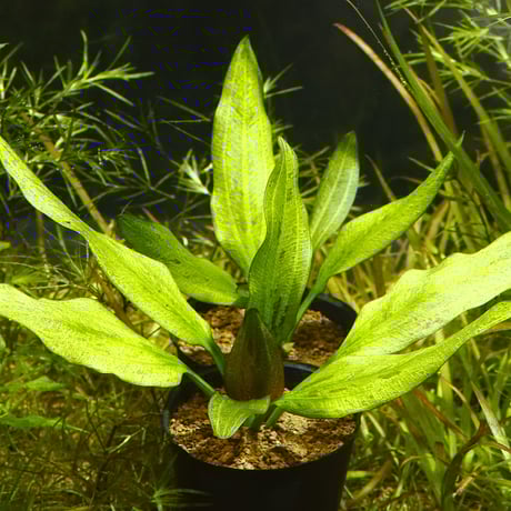 ご注文分:エキノドルスsp.'リオ イプサバ エキスタ' Yahoo!オークション - エキノドルス sp リオ イプサバ【超激レア株】