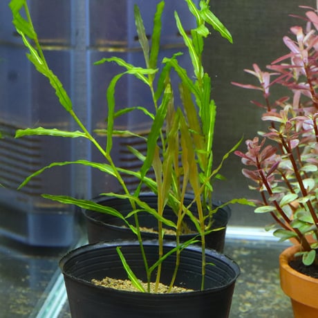 CATEGORY 水草 | water plants lover