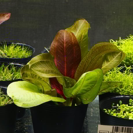 CATEGORY エキノドルス | water plants lover