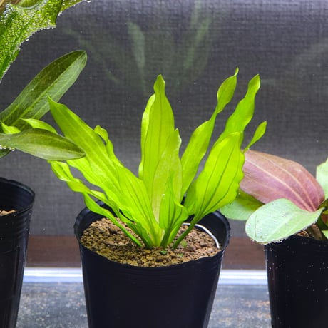 CATEGORY エキノドルス | water plants lover