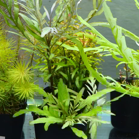 CATEGORY 水草 | water plants lover