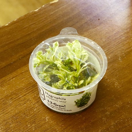CATEGORY 水草 | water plants lover