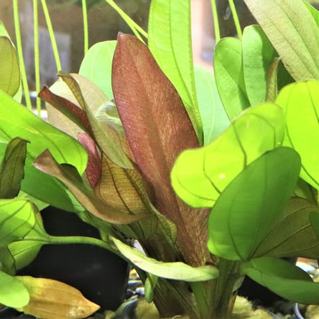 CATEGORY エキノドルス | water plants lover