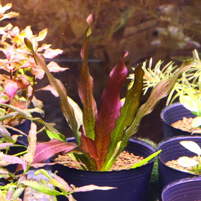 オリエンタル社エキノドルス・'クライナープリンツ'1鉢 | water plants
