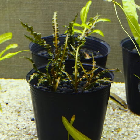CATEGORY クリプトコリネ | water plants lover