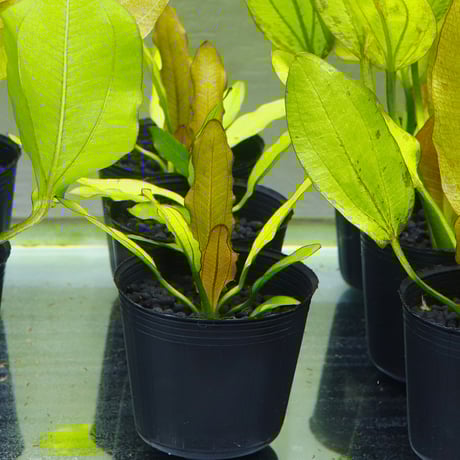 CATEGORY エキノドルス | water plants lover