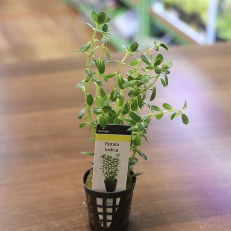 新鮮な水草 手のひらサイズ MIZUKUSAカタログ－GROWOW！－｜アクアモノグラフ情報｜NoA