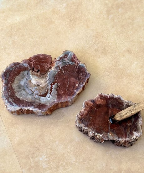 Petrified Wood