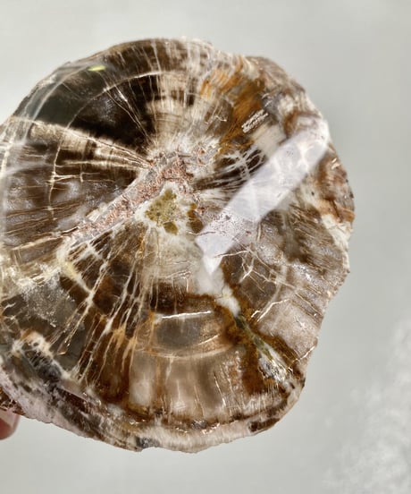 Petrified wood