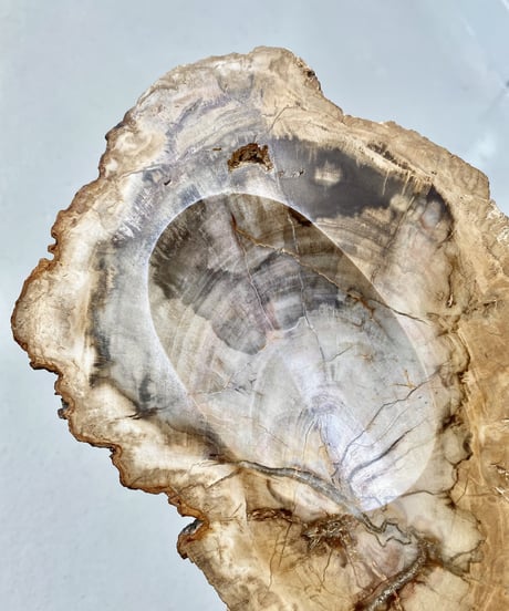 Petrified Wood