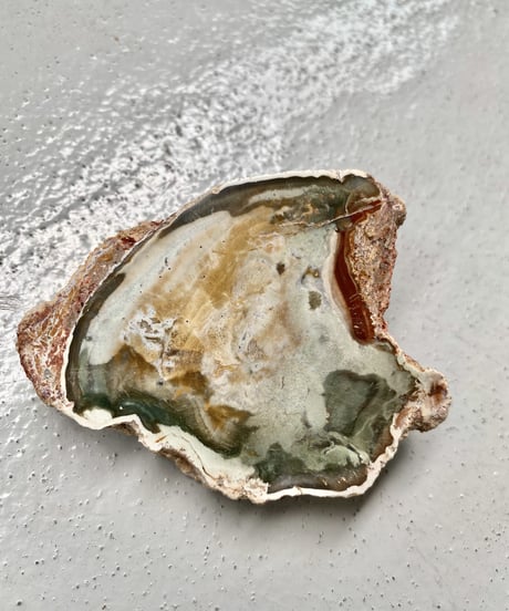 Petrified Wood
