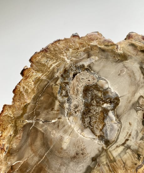 Petrified Wood