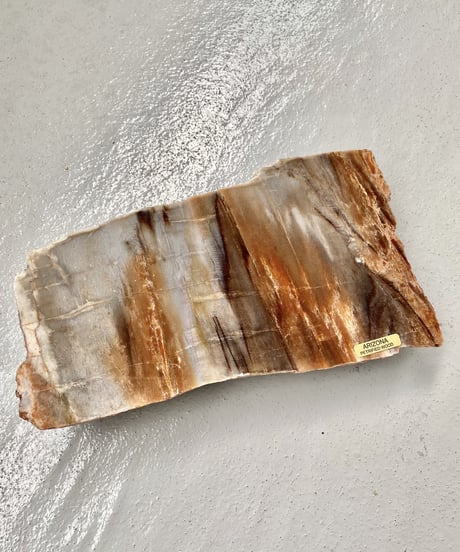 Petrified Wood