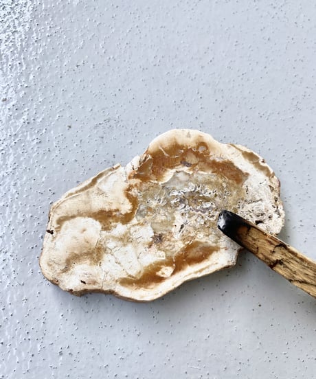 Petrified Wood