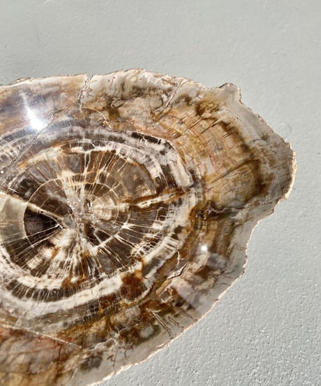 Petrified wood
