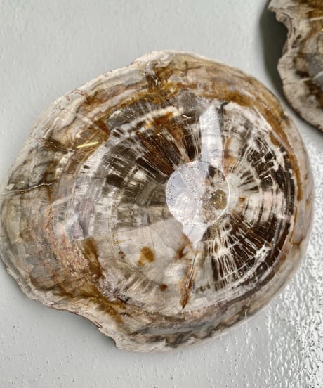 Petrified wood