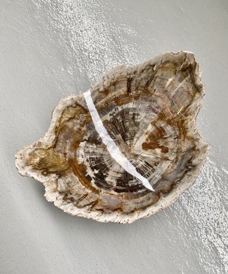 Petrified wood