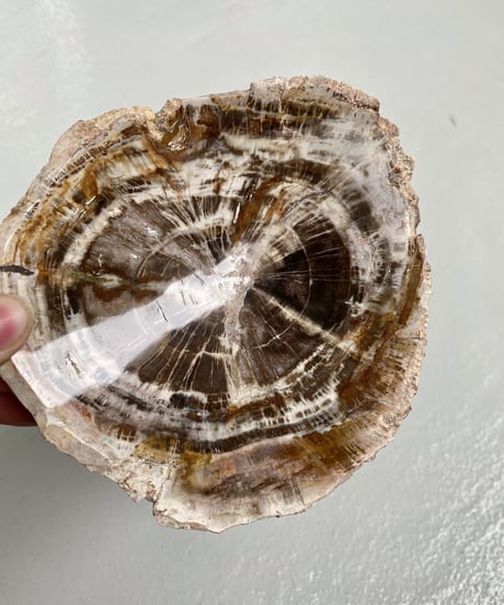 Petrified wood