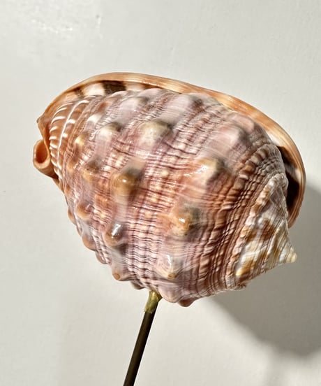 Sculpture 🐚