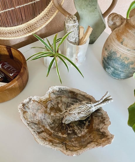 Petrified wood