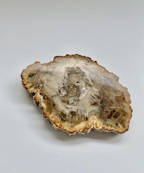 Petrified Wood
