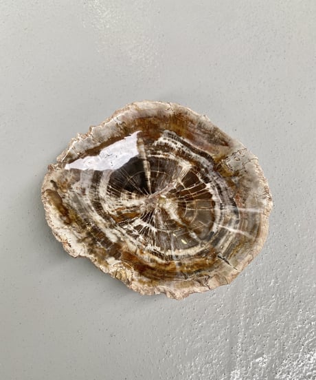Petrified wood