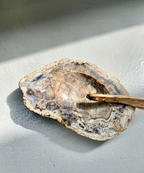 Petrified Wood