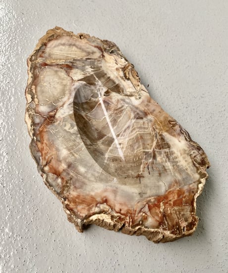 Petrified Wood
