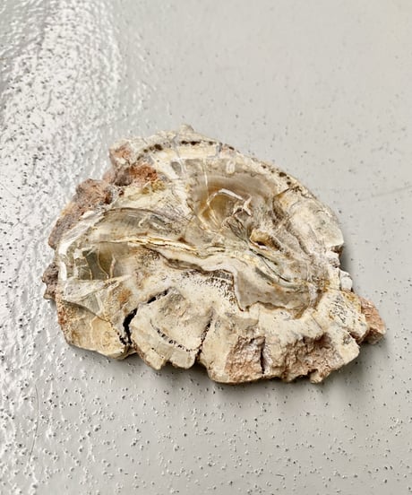 Petrified Tray