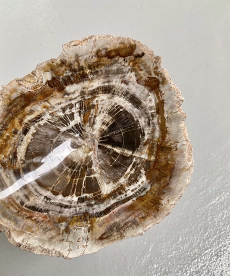 Petrified wood