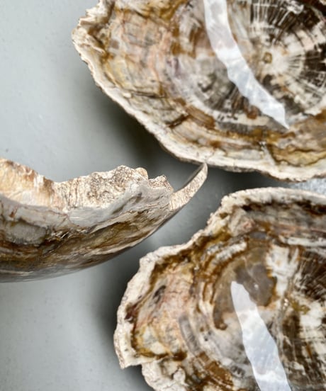 Petrified wood