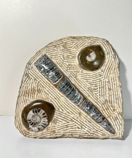 Ammonite Fossil